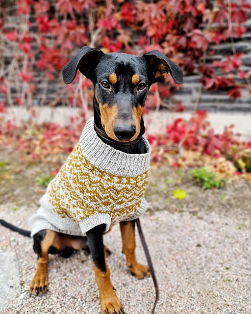 Vargö dog sweater by Sari Nordlund