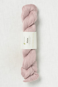 Pascuali Pinta 127 Rose