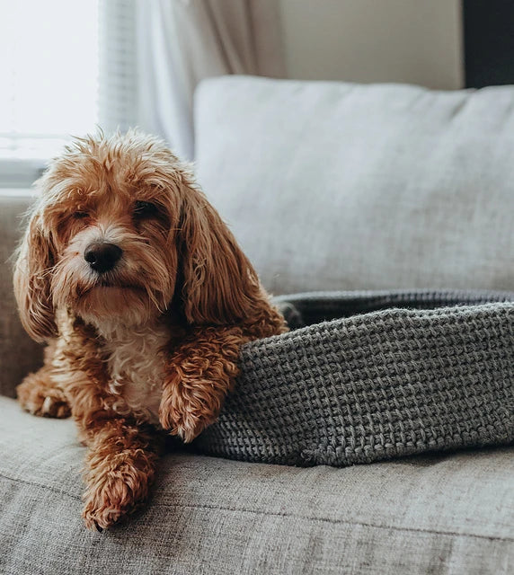 The Tunisian Crochet Handbook: A Beginner's Guide by Toni Lipsey