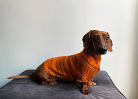 Canine Stripes Sweater by Nina Holubcova