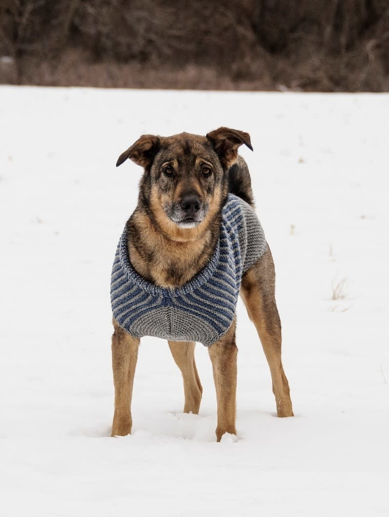 Bird Island Dog Sweater